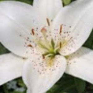 Meet your Posher, Lorraine